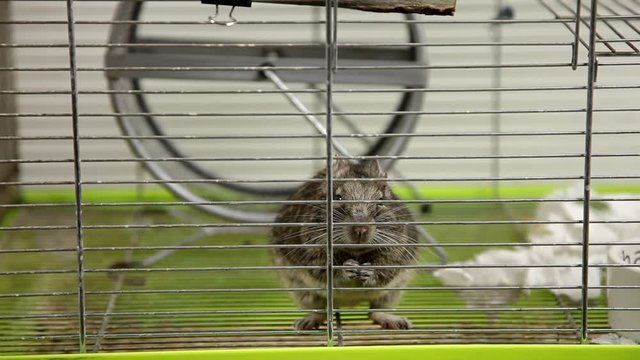 Rodent degu in cell. Pets. Wheel, feed. / To moderators: there is no logo -- the word '' hamster'' is just a inscription