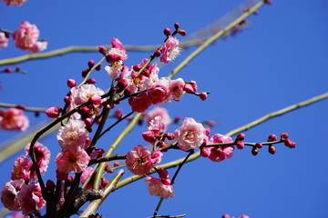 梅　紅梅　青空　花　つぼみ　枝　昼間　青　ピンク　春　ビビットカラー