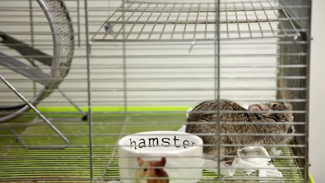 Rodent degu in cell. Pets. Wheel, feed. / To moderators: there is no logo -- the word '' hamster'' is just a inscription