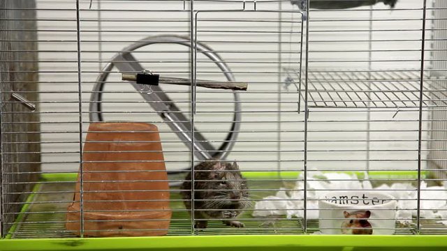 Rodent degu in cell. Pets. Wheel, feed. / To moderators: there is no logo -- the word '' hamster'' is just a inscription