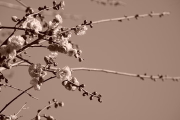 梅　紅梅　青空　花　つぼみ　枝　昼間　青　ピンク　春　セピア