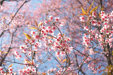 Wild Himalayan Cherry Blossoms in spring season, Prunus cerasoides, Pink Sakura Flower For the background