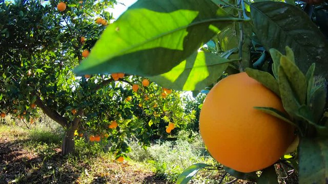 Oranges hanging on branches fruit orchard. Close up of ripe and juicy oranges oe tangerines in fruit plantation. Oranges branch in a fruit garden. Tangerines fruit tree background