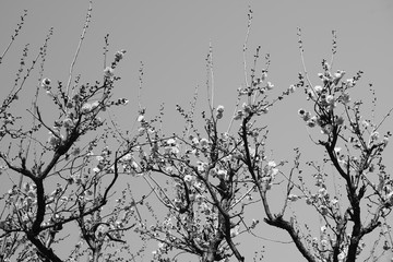 梅　紅梅　青空　花　つぼみ　枝　昼間　青　ピンク　春　白黒　モノクロ