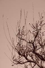 梅　紅梅　青空　花　つぼみ　枝　昼間　青　ピンク　春　セピア