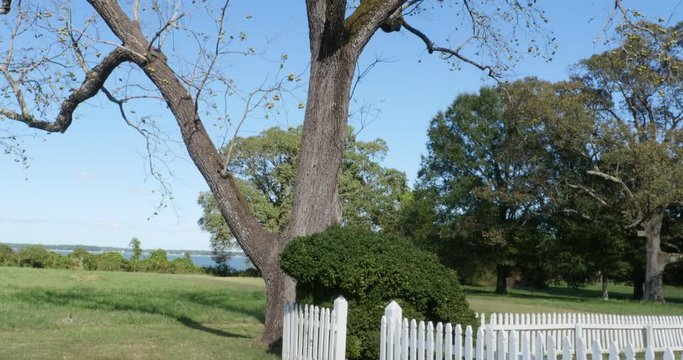 Black Walnut Tree Wide with River in Background, 4K