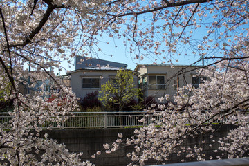 Sakura Tokyo