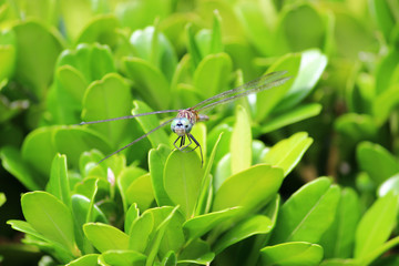 Fototapeta premium dragonfly on a leaf