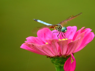dragonfly on a flower