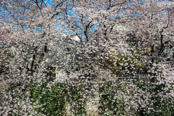 Sakura Tokyo