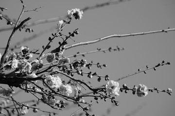 梅　紅梅　青空　花　つぼみ　枝　昼間　青　ピンク　春　白黒　モノクロ