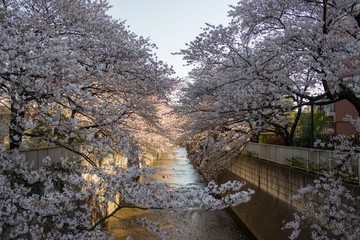 Sakura Tokyo