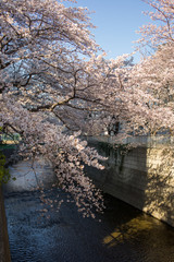 Sakura Tokyo