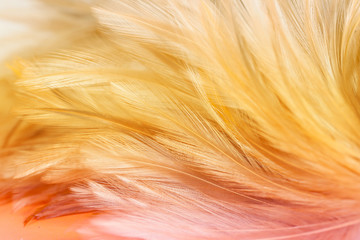 Fluffy of chicken feathers in soft and blur style for background