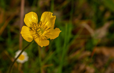 wild yellow flowers in the countryside and in the mountains in spring