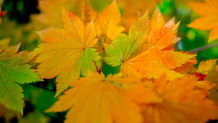 Beautiful orange maple leaves in sprint nature forest