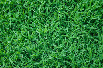 Green grass texture background