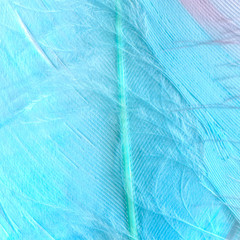 Macro photo of a blue feather of a tropical bird, Close-up of a gun on a feather