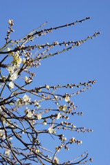 梅　白梅　青空　花　つぼみ　枝　昼間　青　春