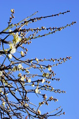 梅　白梅　青空　花　つぼみ　枝　昼間　青　春　ビビットカラー