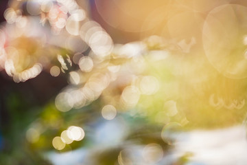 Bokeh from rose leaves in the morning on nature background with drop of water bokeh highlights