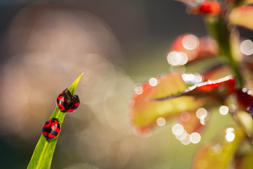 Macro shot of a red and black two ladybug climbing on  green leaf. Bokeh nature background