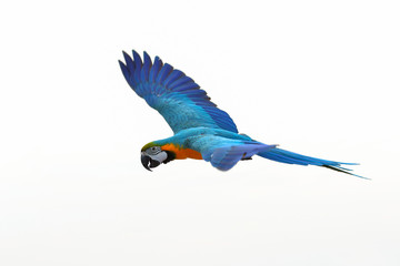 Colorful flying parrot isolated on white background.
