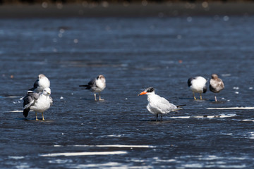 オニアジサシ(Caspian Tern)