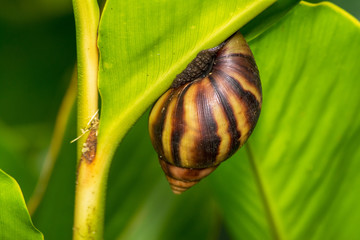 Giant African Snail (Lissachatina fulica)