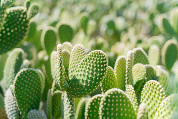 Exterior view of the famous cactus garden of Ethel M Chocolate Factory