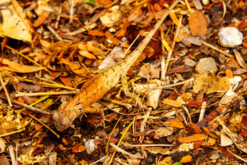 Red chameleon staring looking for food on the ground in the morning