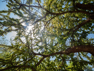 Exterior view of the famous cactus garden of Ethel M Chocolate Factory