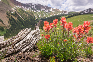 Front Range Alpine Valley #7