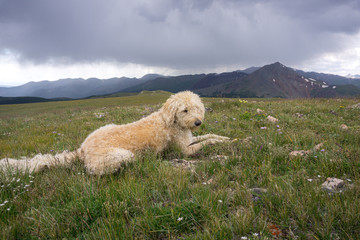 Colorado Traildog Near Mount Guyot #2