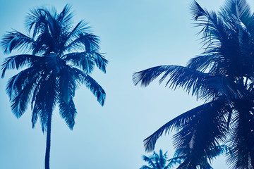 Fototapeta premium Tops of palm trees against the sky closeup