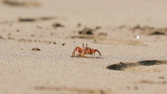 Ghost crab crawling on a sandy beach making little balls of sand