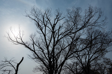 晩冬の落葉樹シルエット