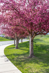 Fototapeta na wymiar Row of Crabapple trees in bloom 