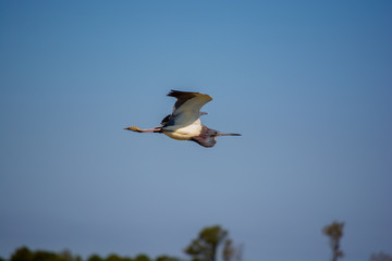 Tricolored Heron in Flight