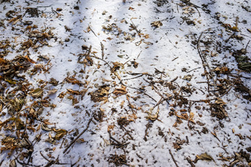 Snow in the park