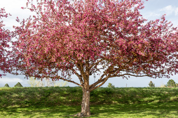 Fototapeta na wymiar Showy Crabapple tree in Bloom 