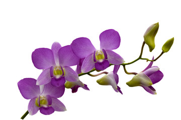 Beautiful light purple  orchid flower isolated white background