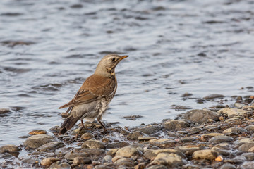 Fieldfare, Turdus pilaris
