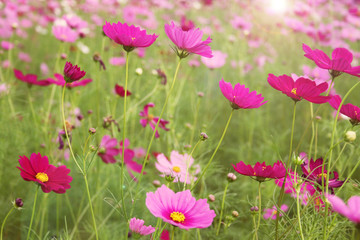 Obraz na płótnie Canvas Pink cosmos flowers garden and flare sunlight