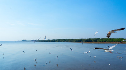 Fototapeta na wymiar The nature flock of seagulls flying in the blue sky