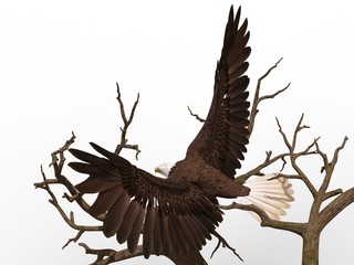 Obraz na płótnie Canvas Bald eagle sitting on a tree branch isolated on white 3d illustration
