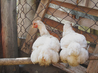Chicken on the farm