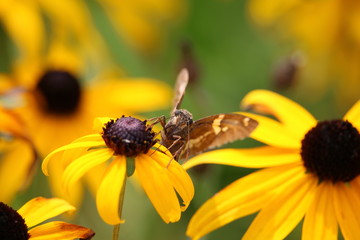 Moth on a flower