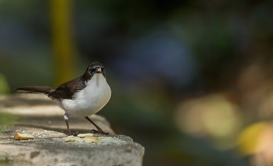 Dark-backed Sibia Black-tailed birds are catching twigs and on the ground looking for food.