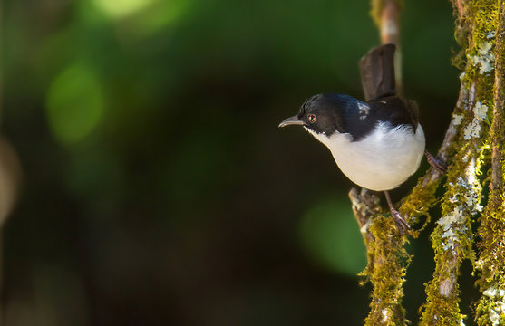 Dark-backed Sibia Black-tailed birds are catching twigs and on the ground looking for food.